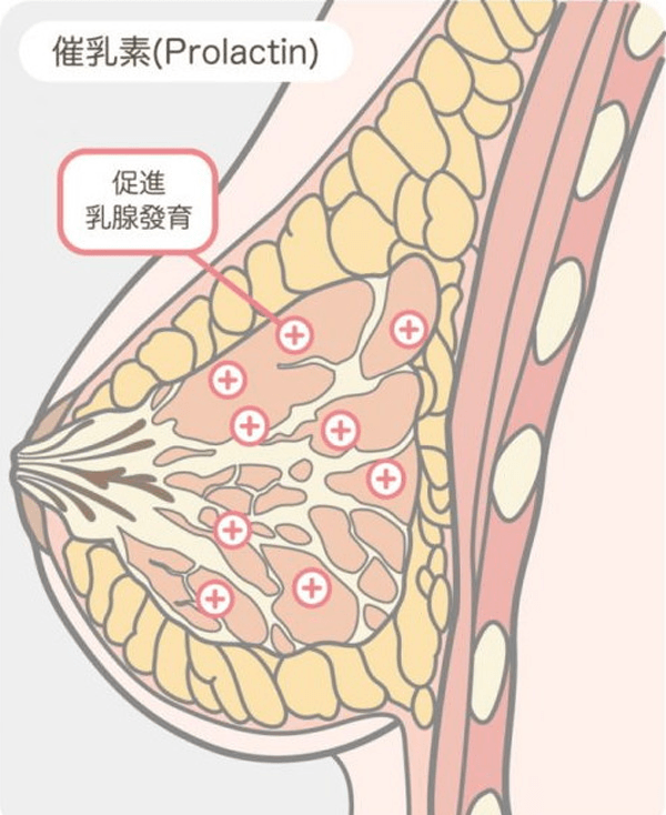 性激素六項包括催乳激素